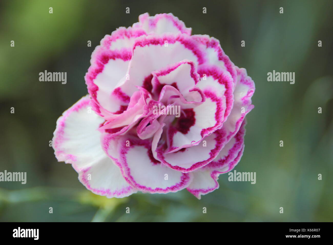 Planta de clavel fotografías e imágenes de alta resolución - Alamy