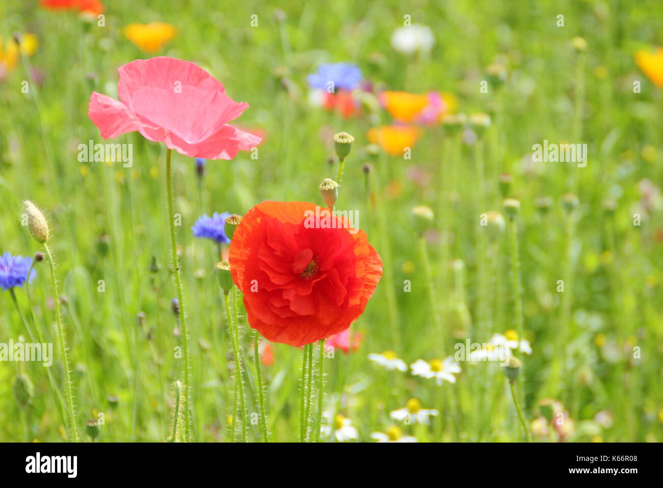 True Shirley amapola (Papaver rhoeas), con pétalos de seda y colores pastel en una pradera wildflower cultivadas a la altura de un Inglés de verano Foto de stock