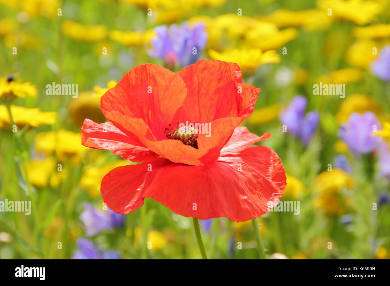 Rojo amapola (Papaver rhoeas) y maíz caléndulas florecen en un cultivo wildflower meadow a la altura de un Inglés de verano Foto de stock