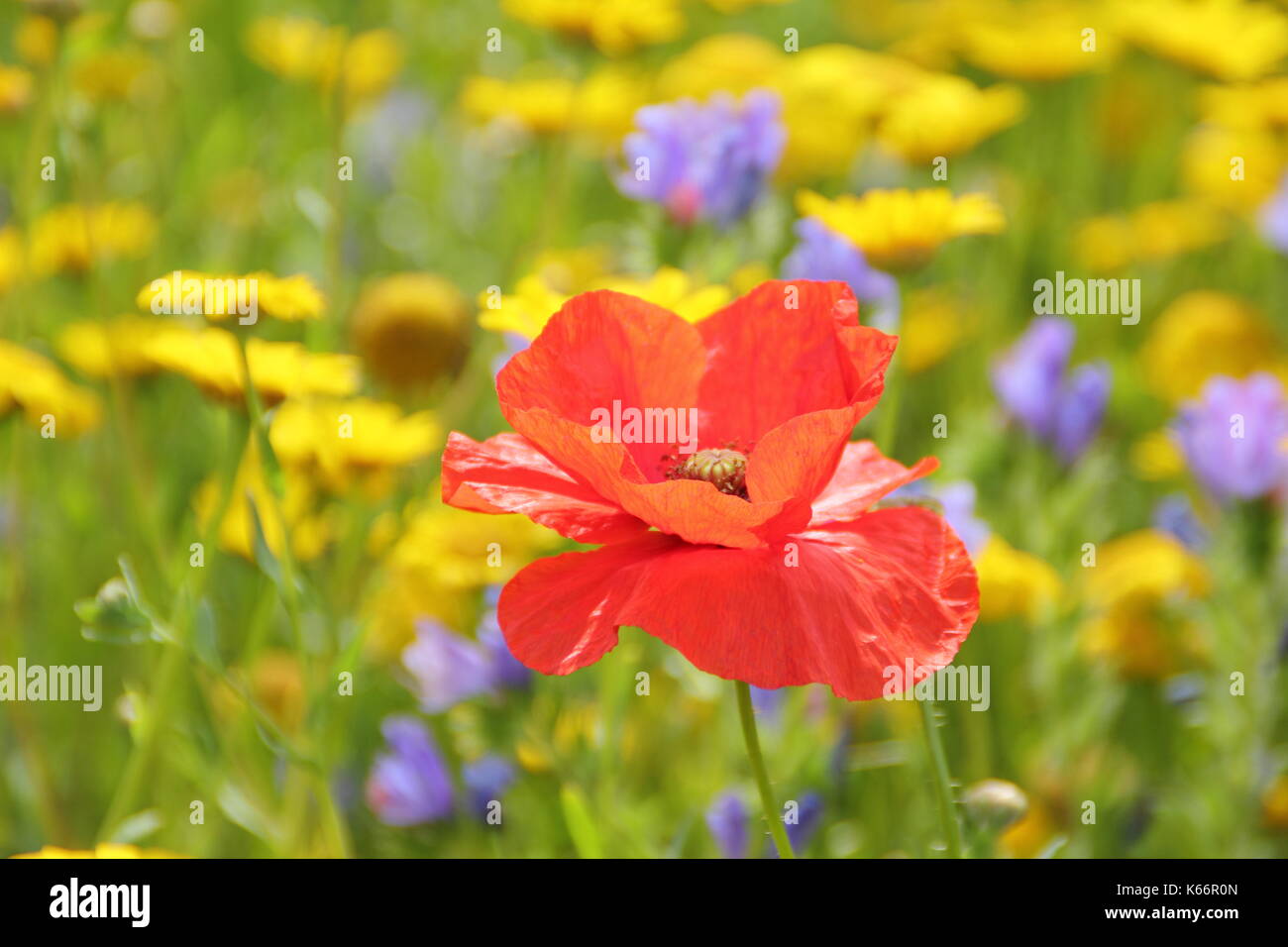 Rojo amapola (Papaver rhoeas) y maíz caléndulas florecen en un cultivo wildflower meadow a la altura de un Inglés de verano Foto de stock