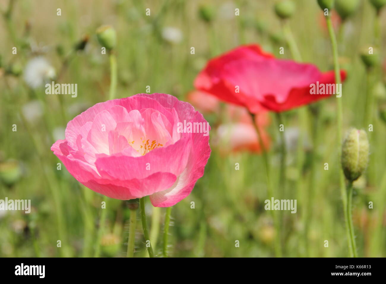 True Shirley amapola (Papaver rhoeas), con pétalos de seda y colores pastel en una pradera wildflower cultivadas a la altura de un Inglés de verano Foto de stock