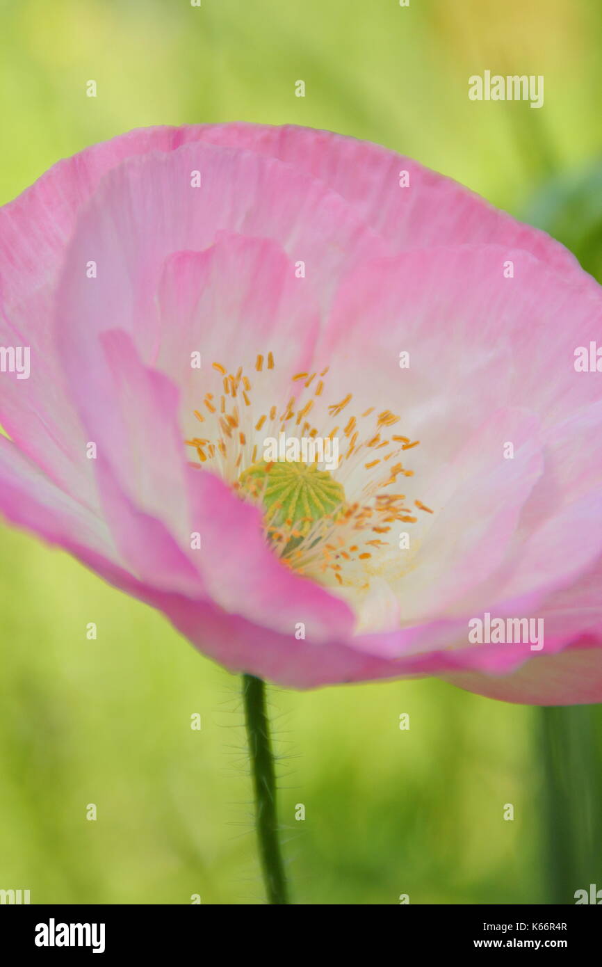 True Shirley adormidera (Papaver rhoeas), mostrando el Silken pétalos y colores pastel en una pradera wildflower cultivadas a la altura de un Inglés de verano Foto de stock