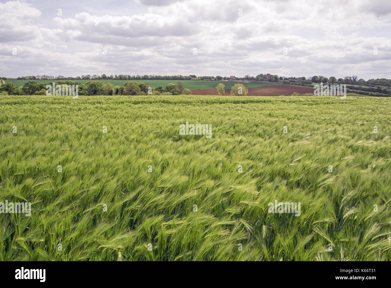 La cosecha de trigo en Nothamptonshire Reino Unido Foto de stock