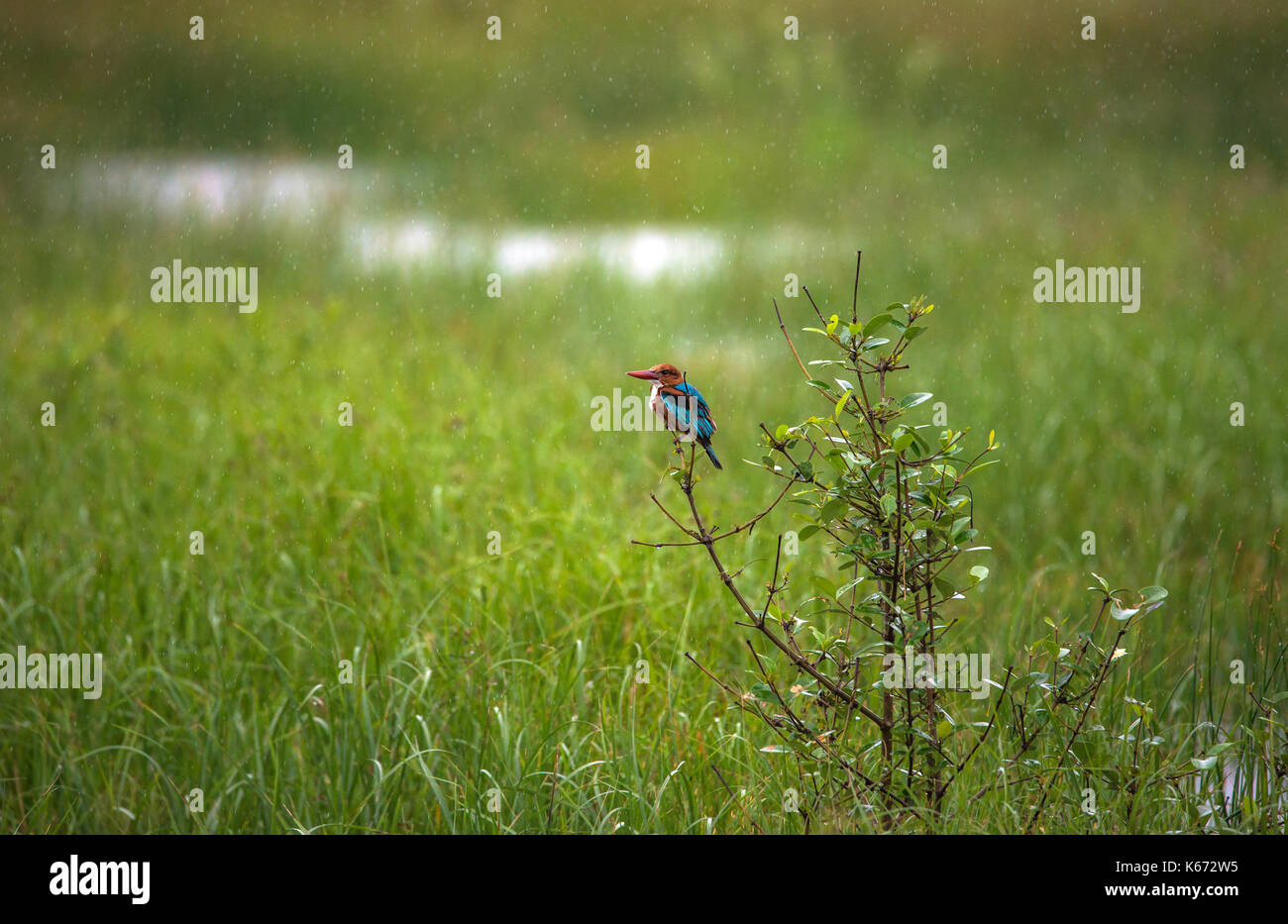 Throated kingfisher pájaro blanco en la lluvia Foto de stock