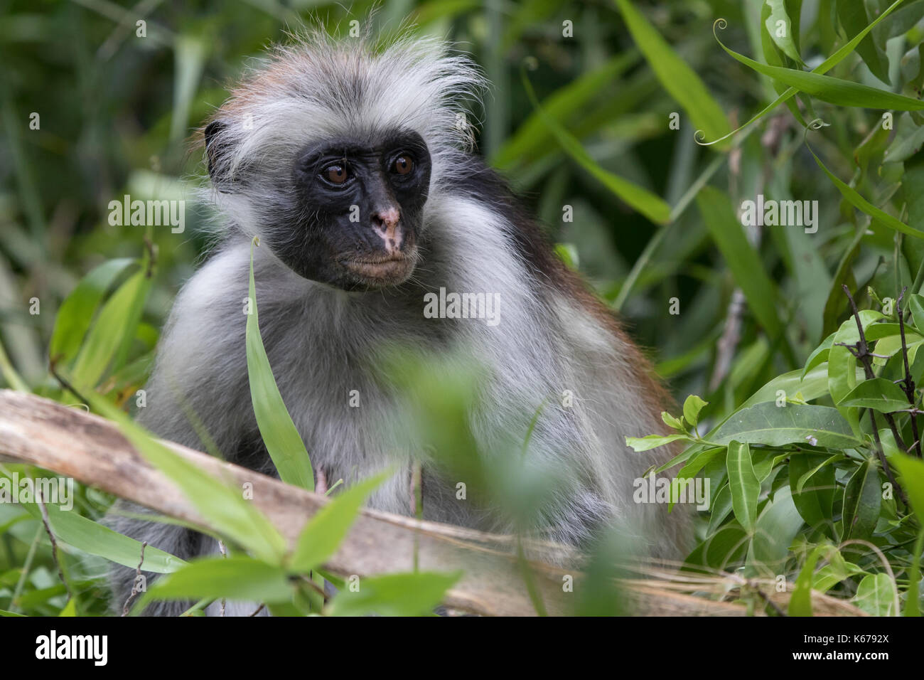 Retrato de un colobo rojo que se sitúa entre las ramas y hierba en un bosque protegido Foto de stock