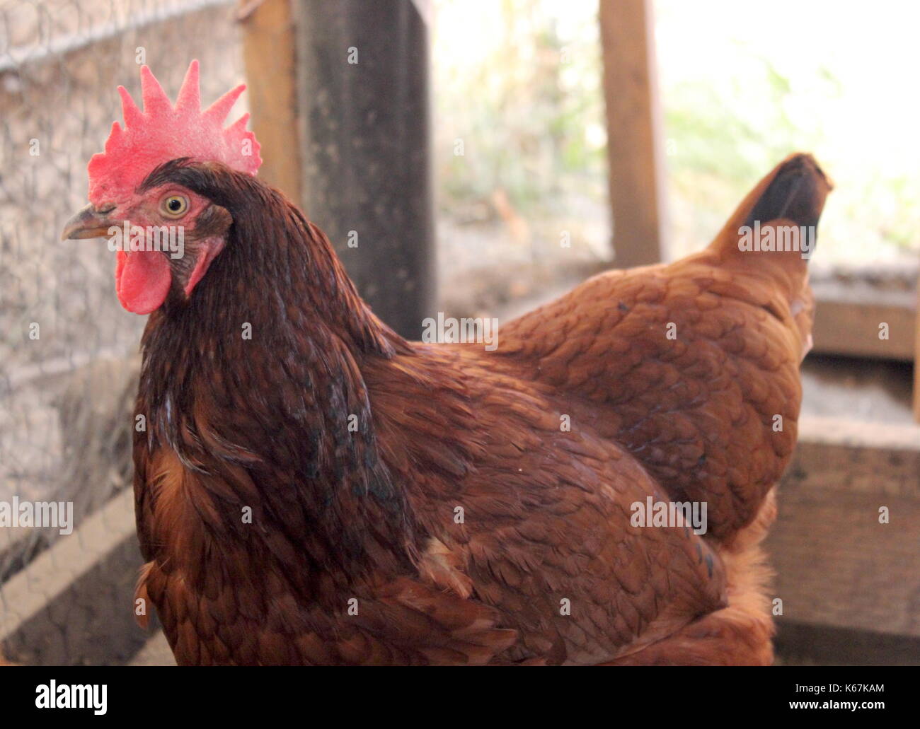 Pollo rojo Foto de stock