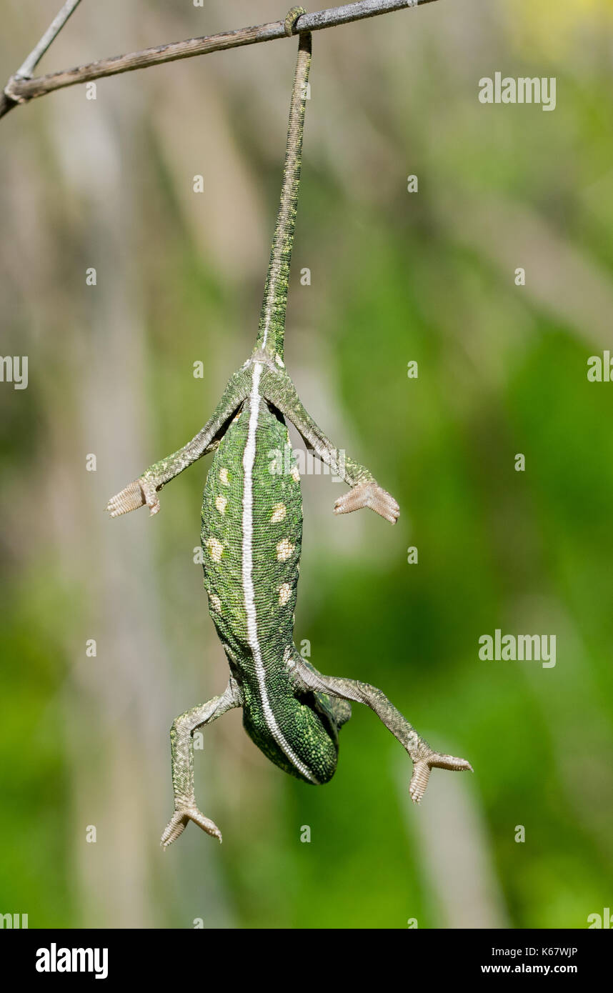 Un bebé chameleon intentando equilibrar y aferrarse a una ramita de hinojo utilizando sólo su cola Foto de stock