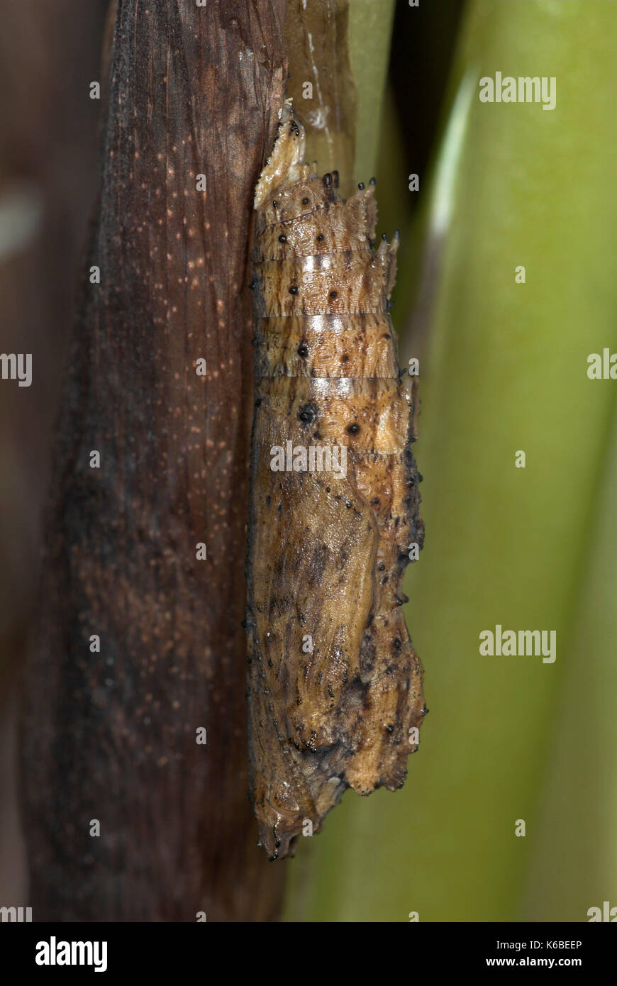 Dirce colubura pupas, chrysalis colgando sobre el tallo de la planta, camuflado Foto de stock