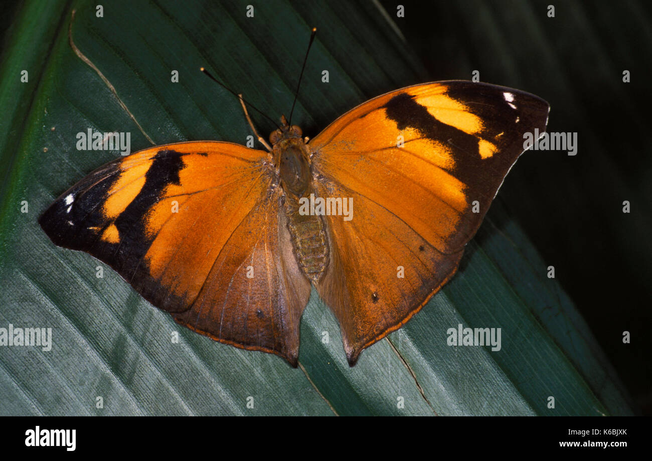 Hoja de otoño, mariposas, nymphalidae bisaltide doleschallia sp. Malasia adulto con alas abiertas de color naranja Foto de stock