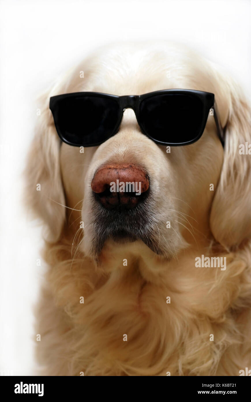 Golden retriever perro con gafas de sol Fotografía de stock - Alamy