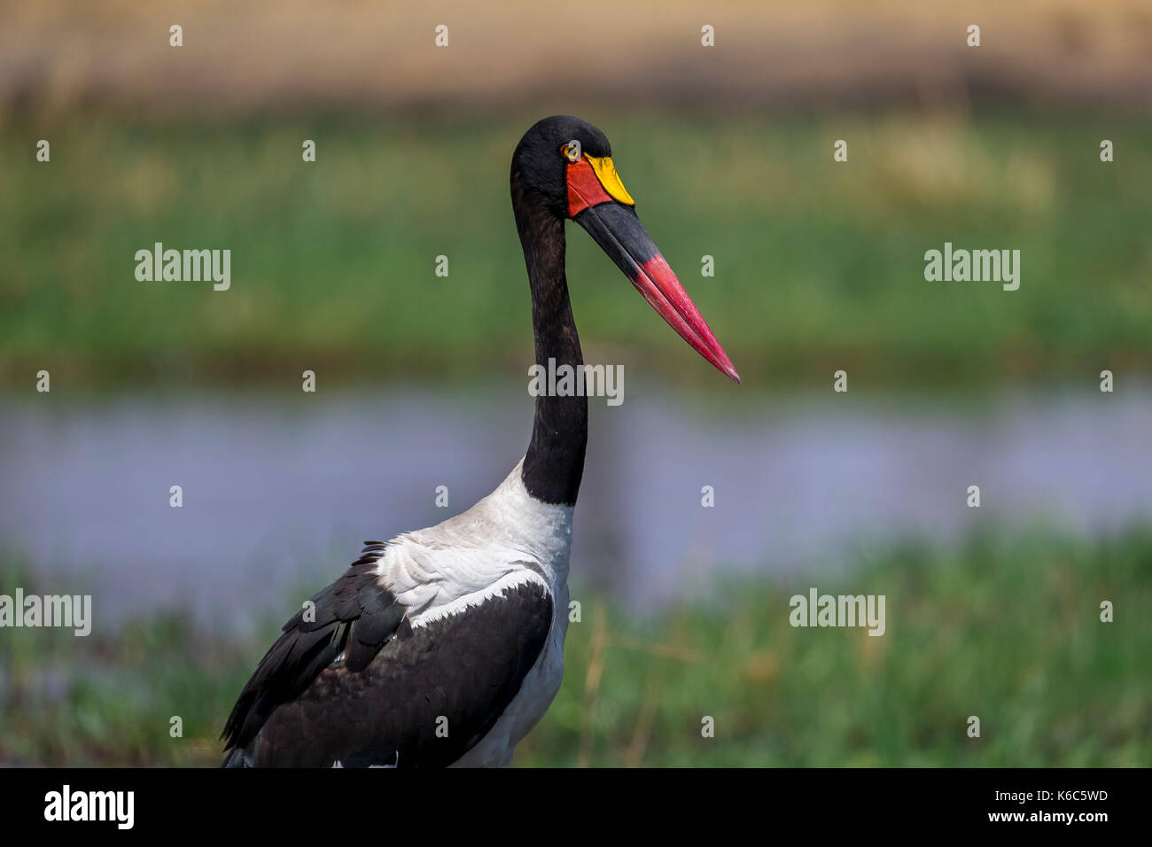 Sillín facturó stork pescando en el río Kwai, Botswana Foto de stock