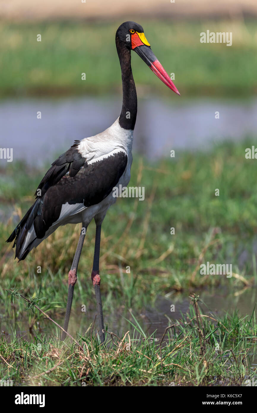 Sillín facturó stork pescando en el río Kwai, Botswana Foto de stock
