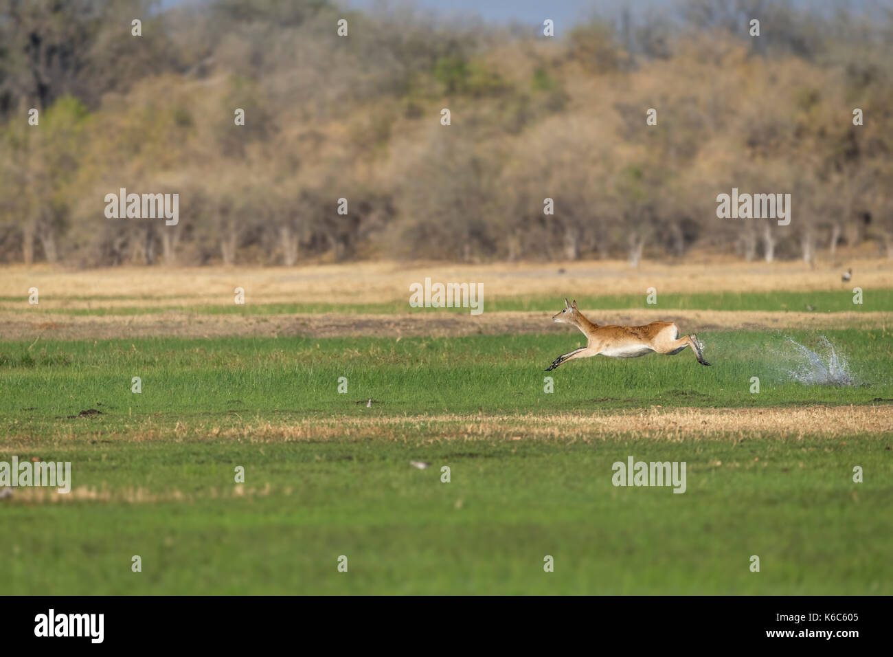 Lechwe rojos en Marsh, delta del Okavango, kwai, Botswana Foto de stock