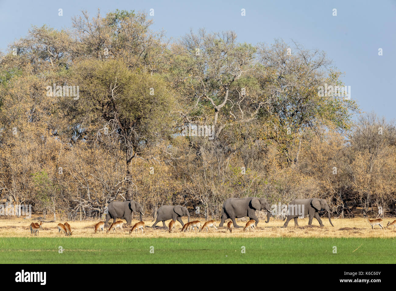 Manada de elefantes caminando con pastoreo lechwe rojos, el delta del Okavango, kwai, Botswana Foto de stock