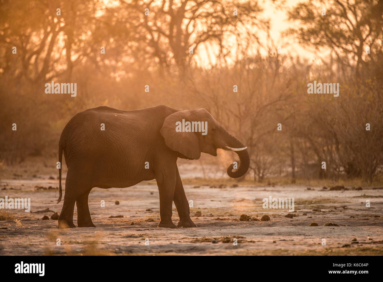 Elefante en polvo, kwai , Botswana, delta del Okavango, Foto de stock