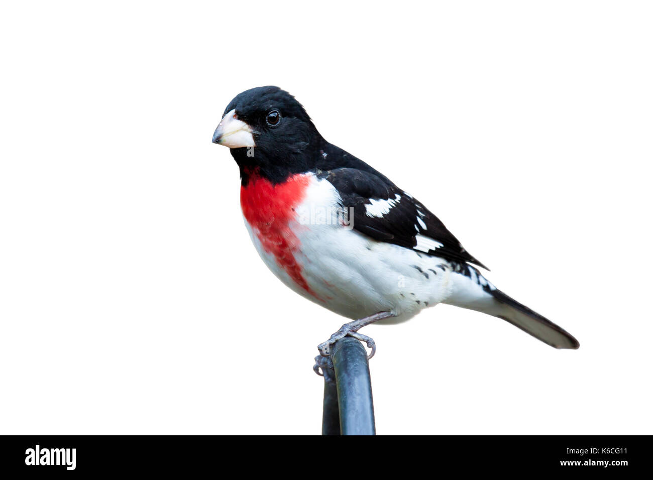 Posado rose breasted grosbeak miradas en la distancia. El pájaro de plumaje rojo brillante, blanco y negro explotó en prominencia. fondo blanco. Foto de stock