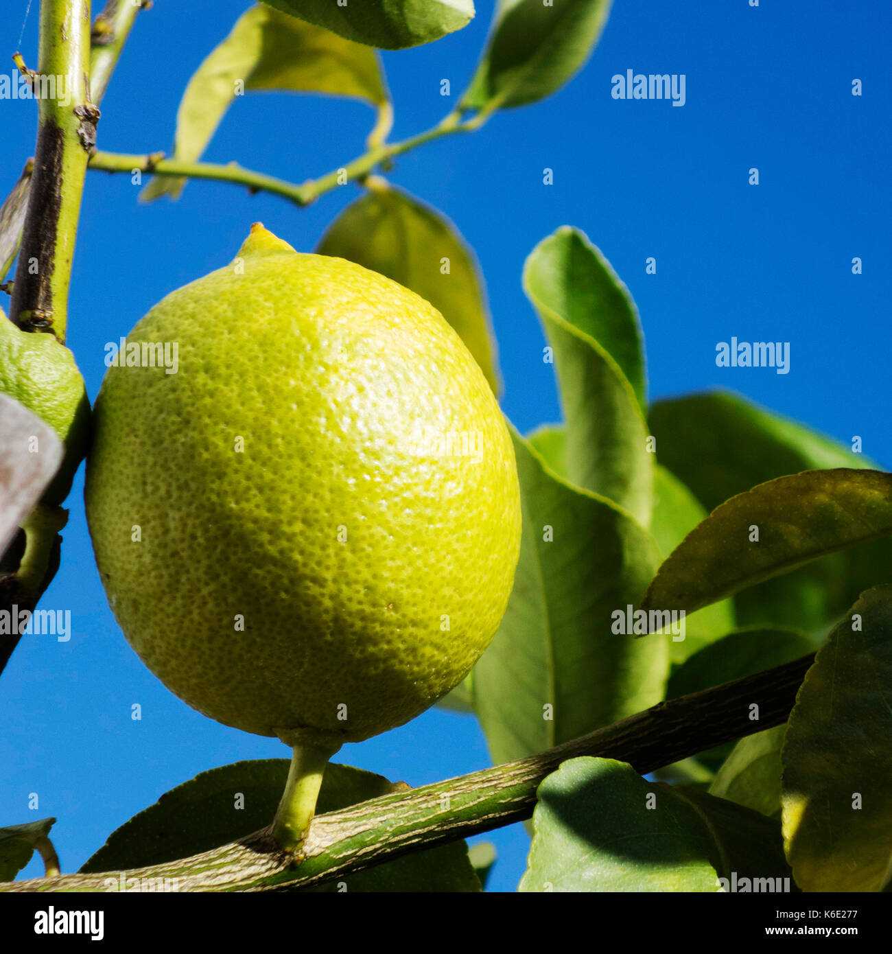 Madura en un árbol de limón Foto de stock