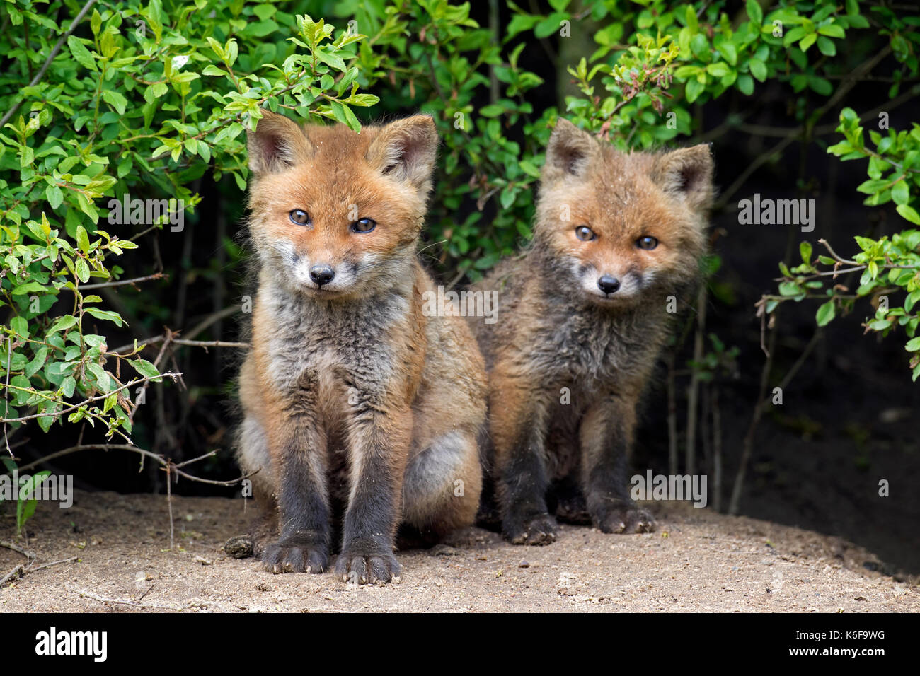 Dos lindas jóvenes zorros (Vulpes vulpes) que emergen de matorral en primavera Foto de stock