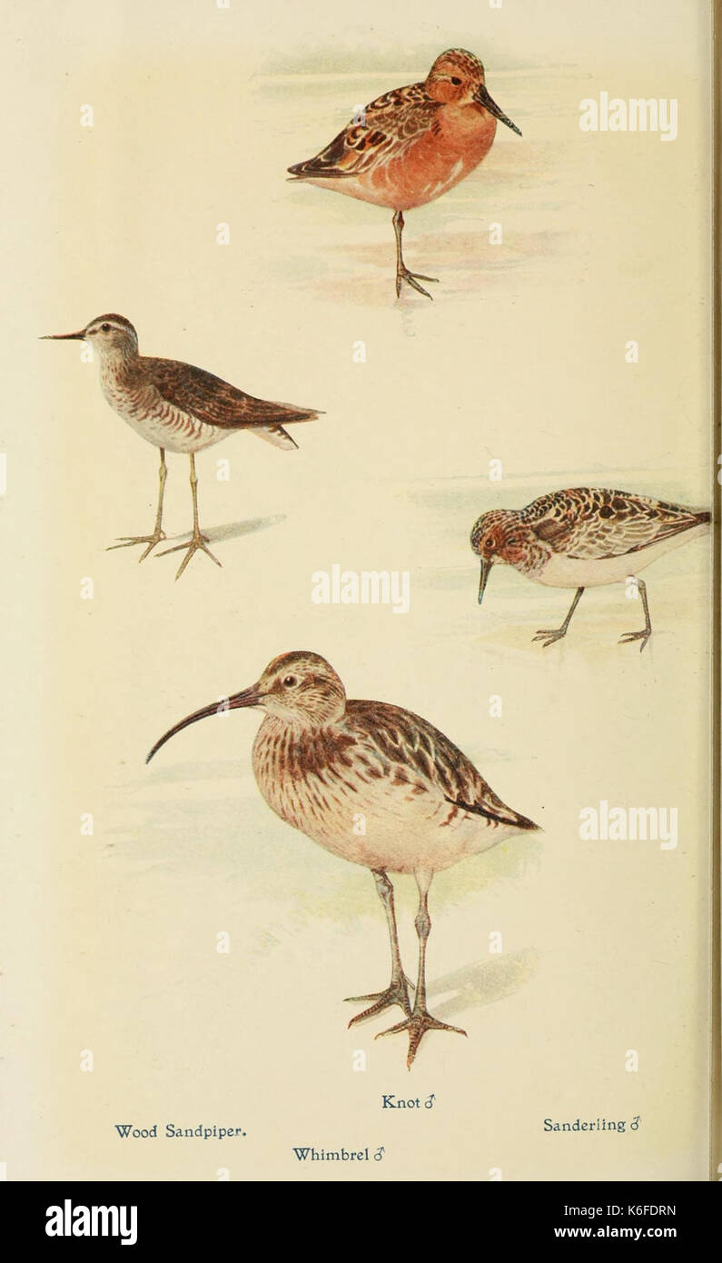 Aves británicas en sus guaridas (9785497141) Foto de stock
