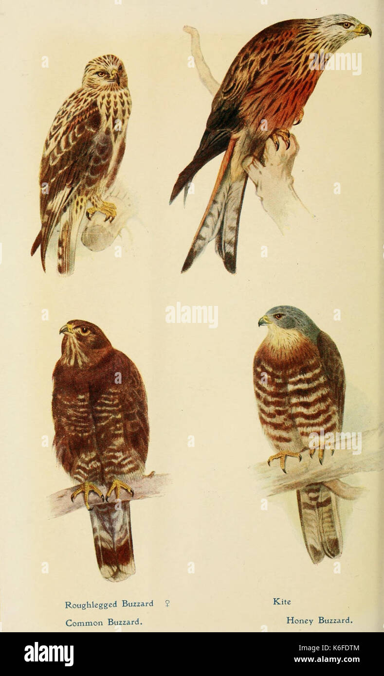 Aves británicas en sus guaridas (9785610846) Foto de stock