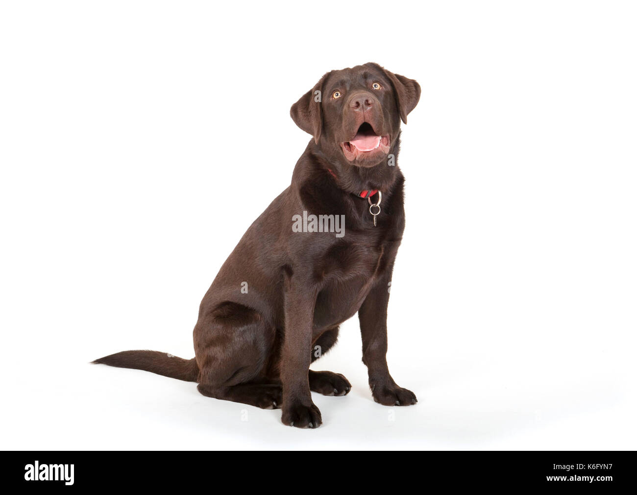 6 mes de edad, perro labrador en studio, reino unido, color marrón  chocolate, sentado, mirando alerta Fotografía de stock - Alamy