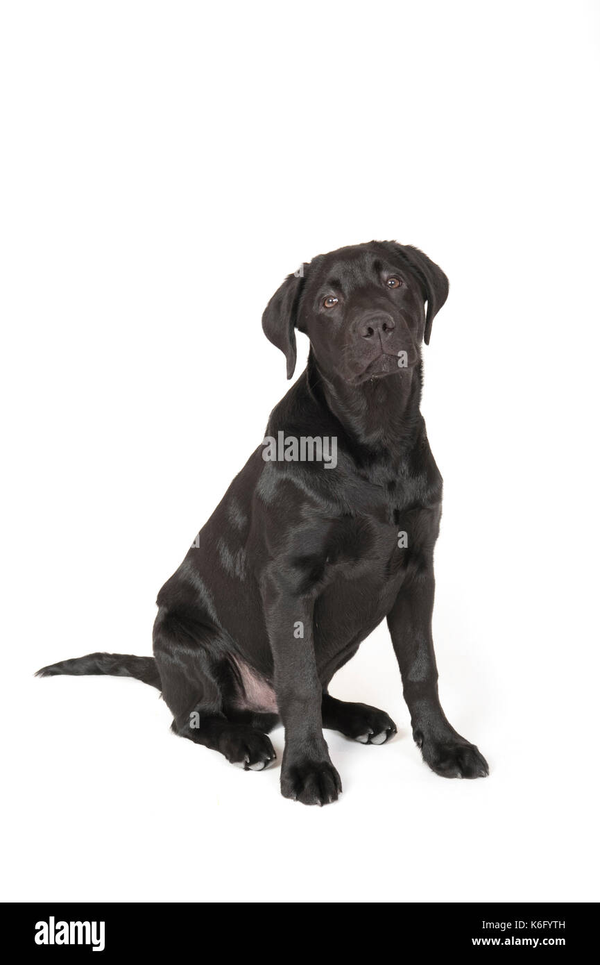 Perro Labrador de 4 meses de edad, en studio, reino unido, color negro,  Puppy, sentado, mirando a la cámara de alerta Fotografía de stock - Alamy