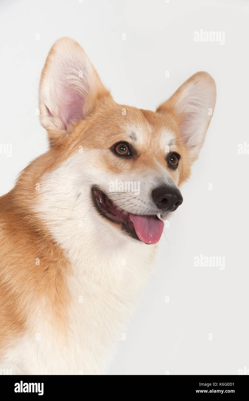 Welsh Corgi pembroke) (cabeza de perro, estudio, studio, fondo blanco. Foto de stock