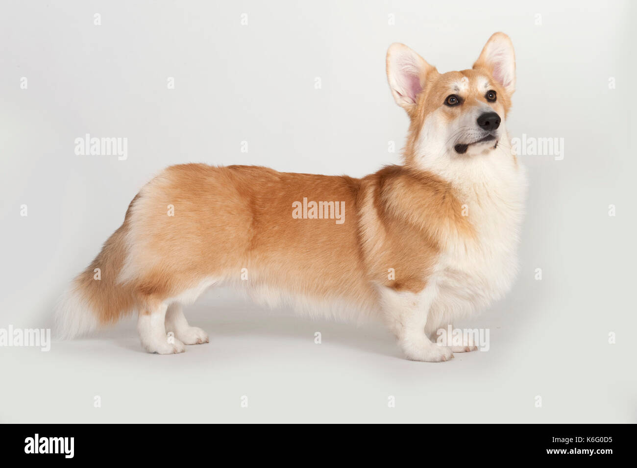 Welsh Corgi pembroke) (perro, de pie, studio, fondo blanco. Foto de stock