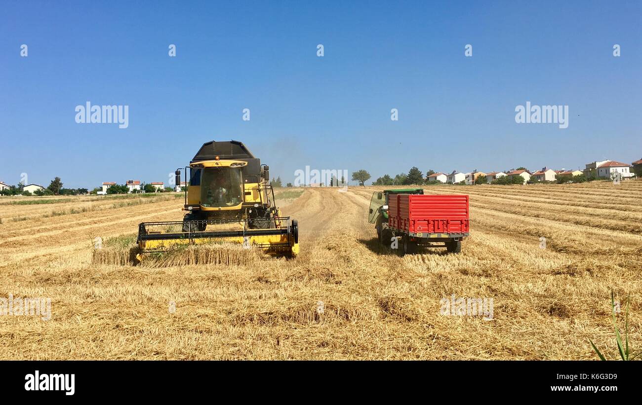 Cosechadora de cosecha de la máquina en el campo Foto de stock