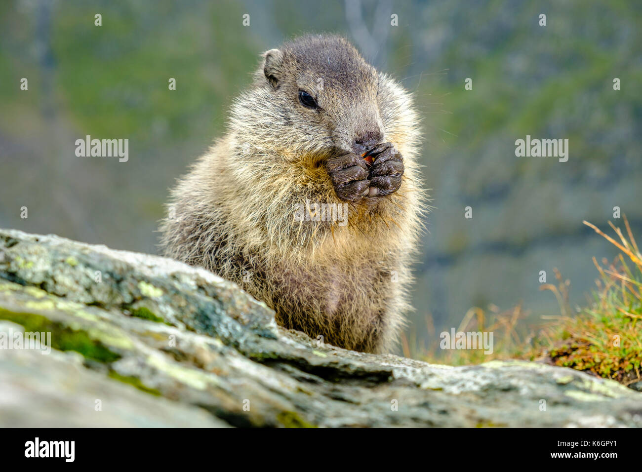 Un Bebe Marmota Alpina Marmota Marmota Esta Sentado Y Comiendo Una Zanahoria En Una Roca En Kaiser Franz Josefs Hohe Fotografia De Stock Alamy