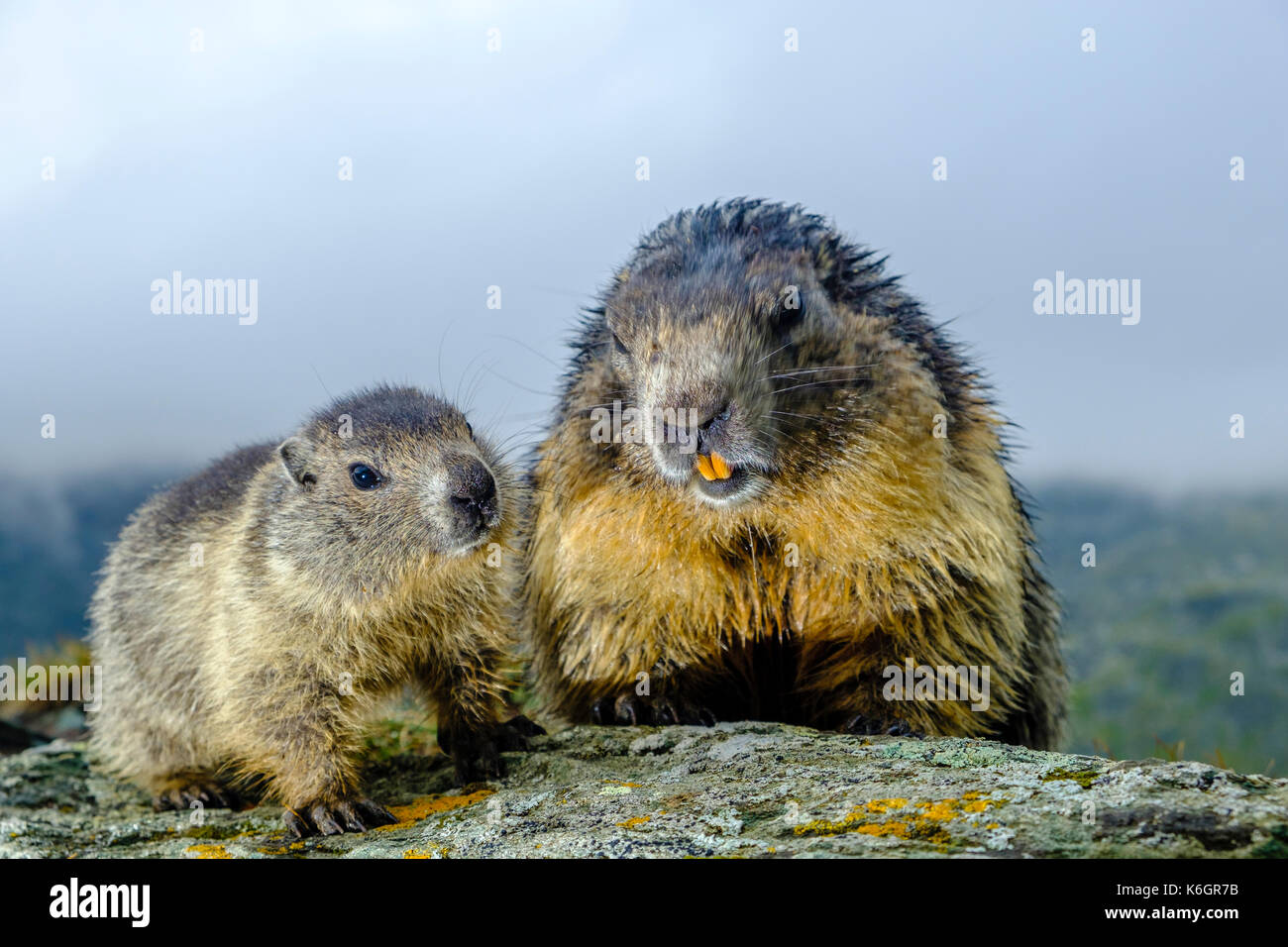 Un Adulto Y Un Bebe Marmota Alpina Marmota Marmota Estan Sentados En Una Roca En Kaiser Franz Josefs Hohe Fotografia De Stock Alamy Un Adulto Y Un Bebe Marmota Alpina Marmota Marmota Estan Sentados En Una Roca En Kaiser Franz Josefs Hohe Fotografia De Stock Alamy