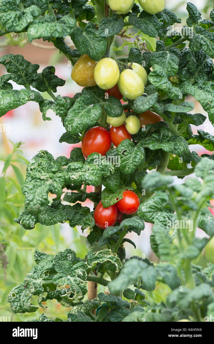 Lycopersicon esculentum. Tomate enano "patio plum" F1 sobre la vid en una maceta Foto de stock