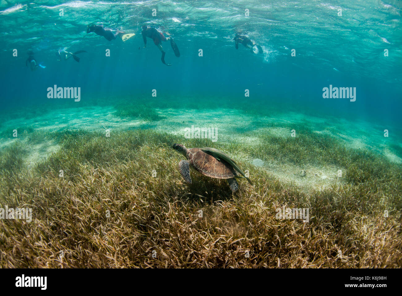 Grupo de los buceadores con el submarino de tortugas de la costa de la isla de Roatan, Honduras arrecife Foto de stock