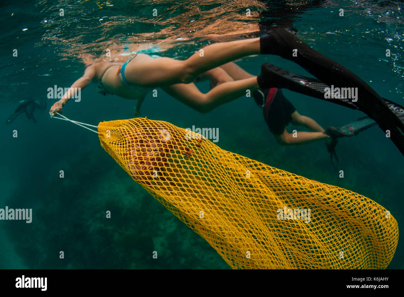 Mujer manipulación ensacados pez león después de arpón, Océano Atlántico Foto de stock