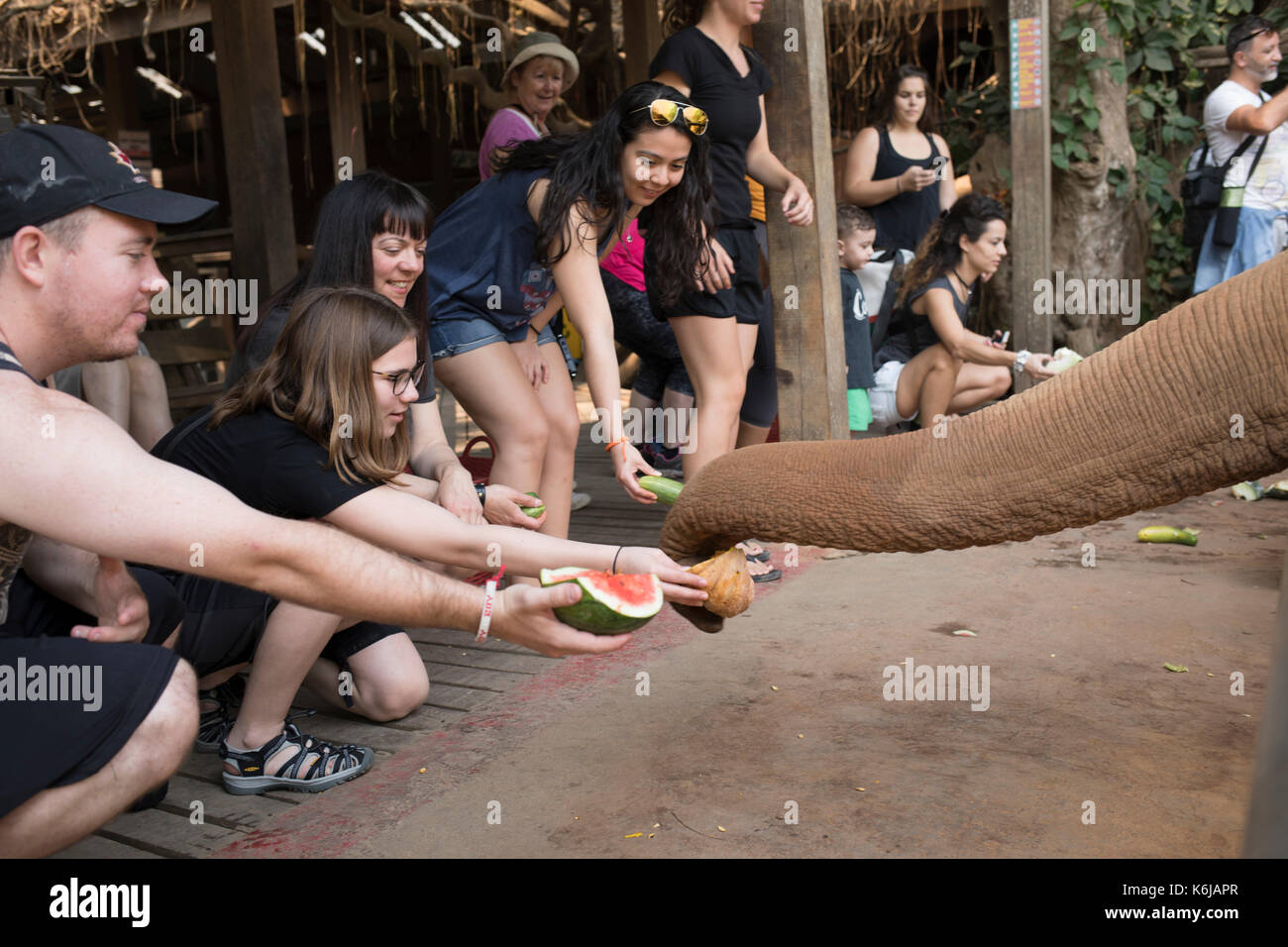Los visitantes aguantando frutas y presionarlos para los elefantes, Chiang Mai, Tailandia Foto de stock