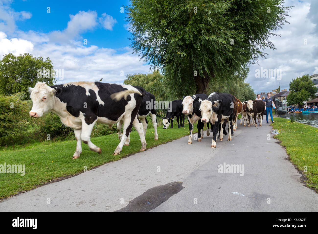 Las vacas deambular libremente en las orillas de río Cam, Cambridge, Reino Unido Foto de stock