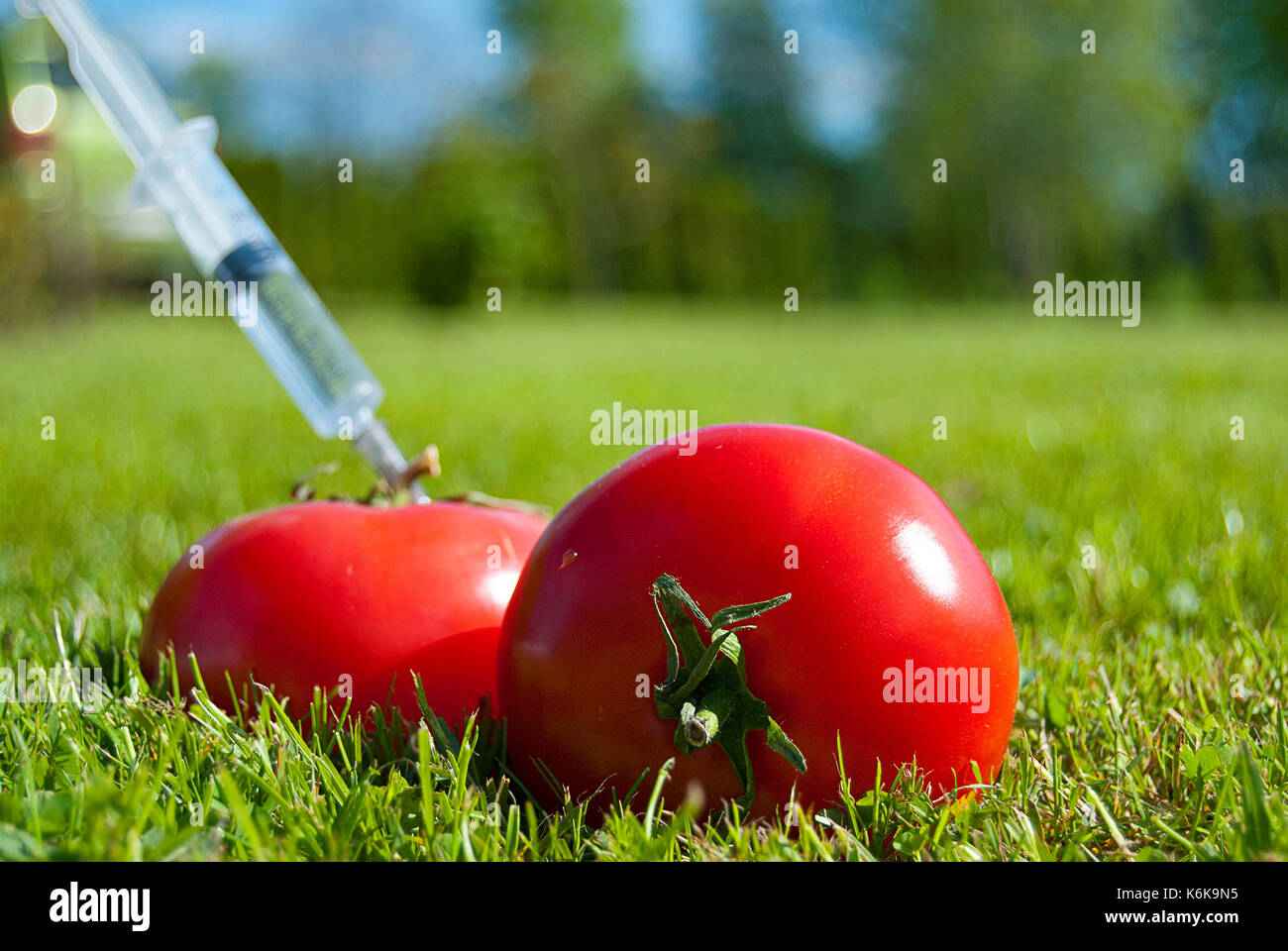 Modificación genética - tomates Foto de stock