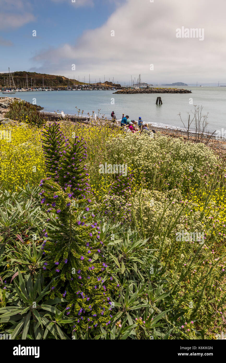 La flora, la vegetación, las personas, familias, turistas, visitantes, Fort Baker, ciudad de Sausalito, Marin County, California, Estados Unidos, América del Norte Foto de stock
