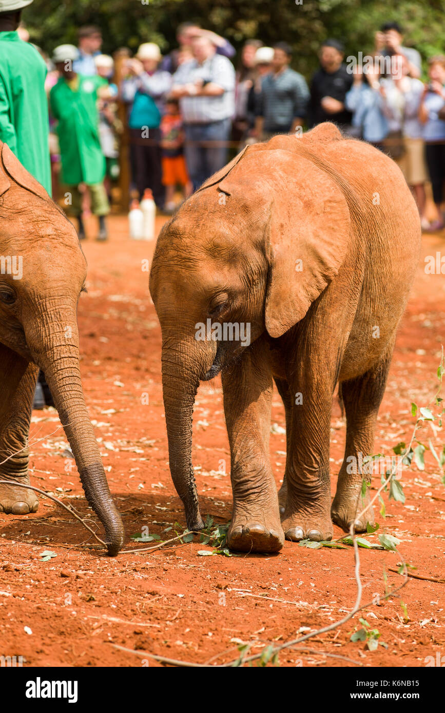Bebé elefante juvenil bush africano (Loxodonta africana) durante la hora de comida a David el Orfanato de Elefantes Sheldrick, Nairobi, Kenia Foto de stock
