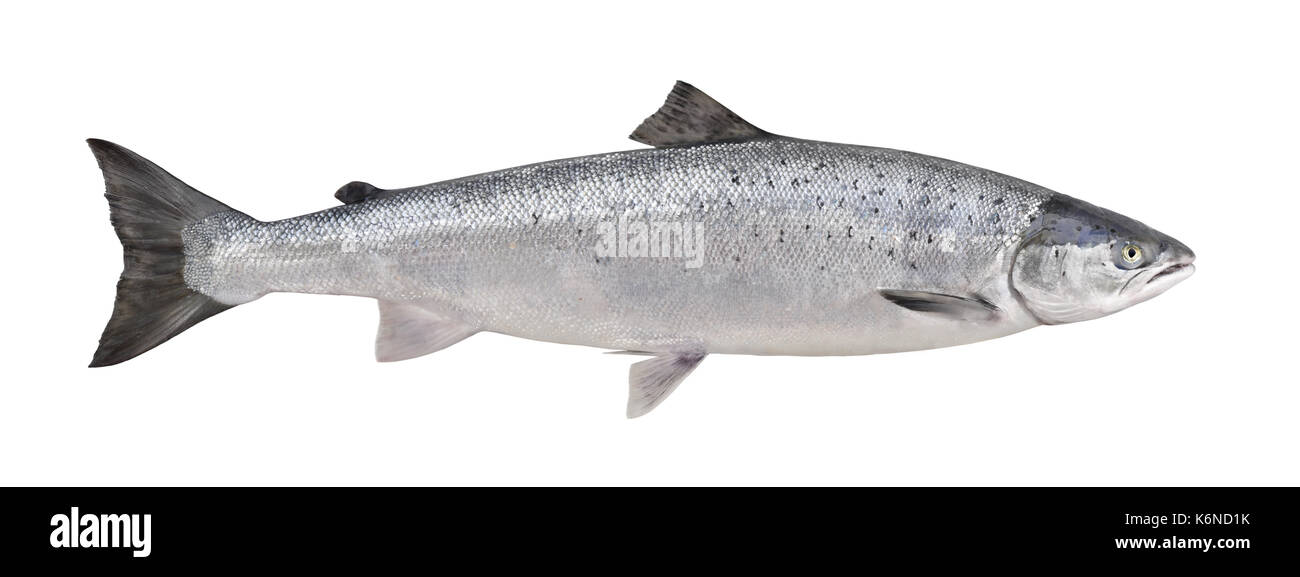El salmón del Atlántico (Salmo salar Foto de stock