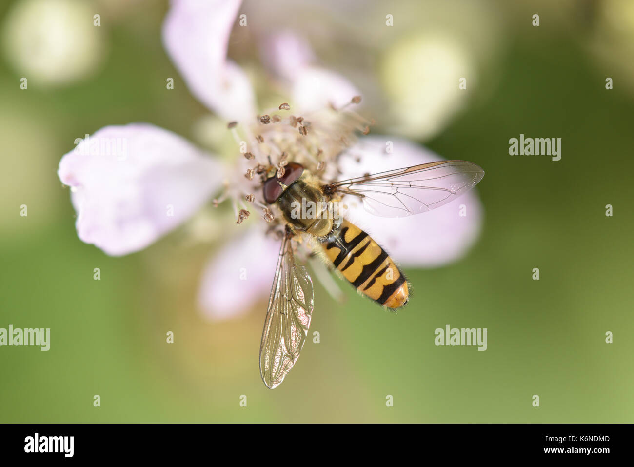 Marmalade - Episyrphus balteatus hoverfly Foto de stock
