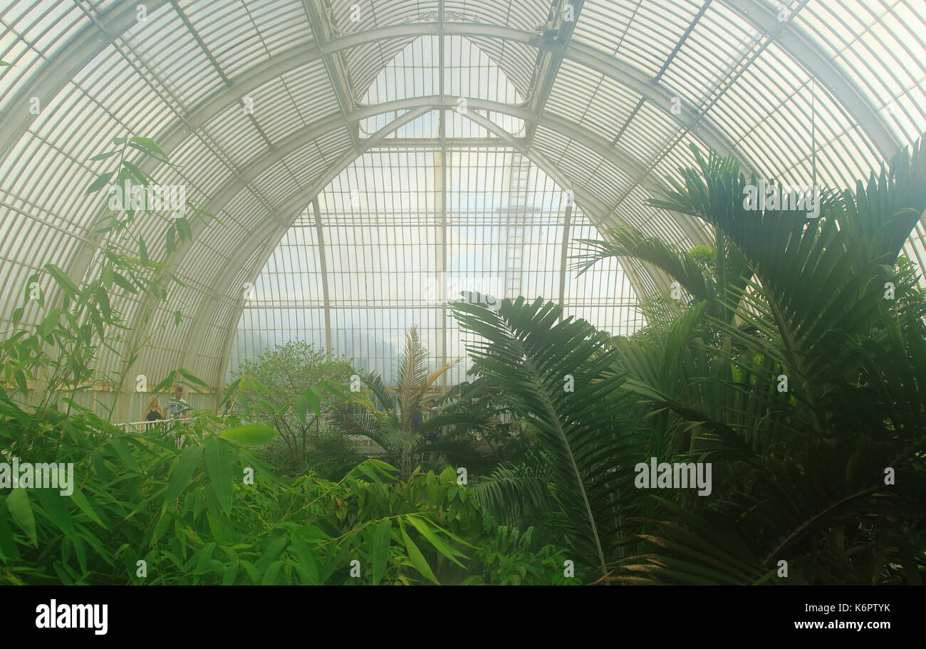 En el interior de la Casa de las palmeras en el Royal Botanic Gardens, Kew, Londres, Inglaterra, Reino Unido. Foto de stock