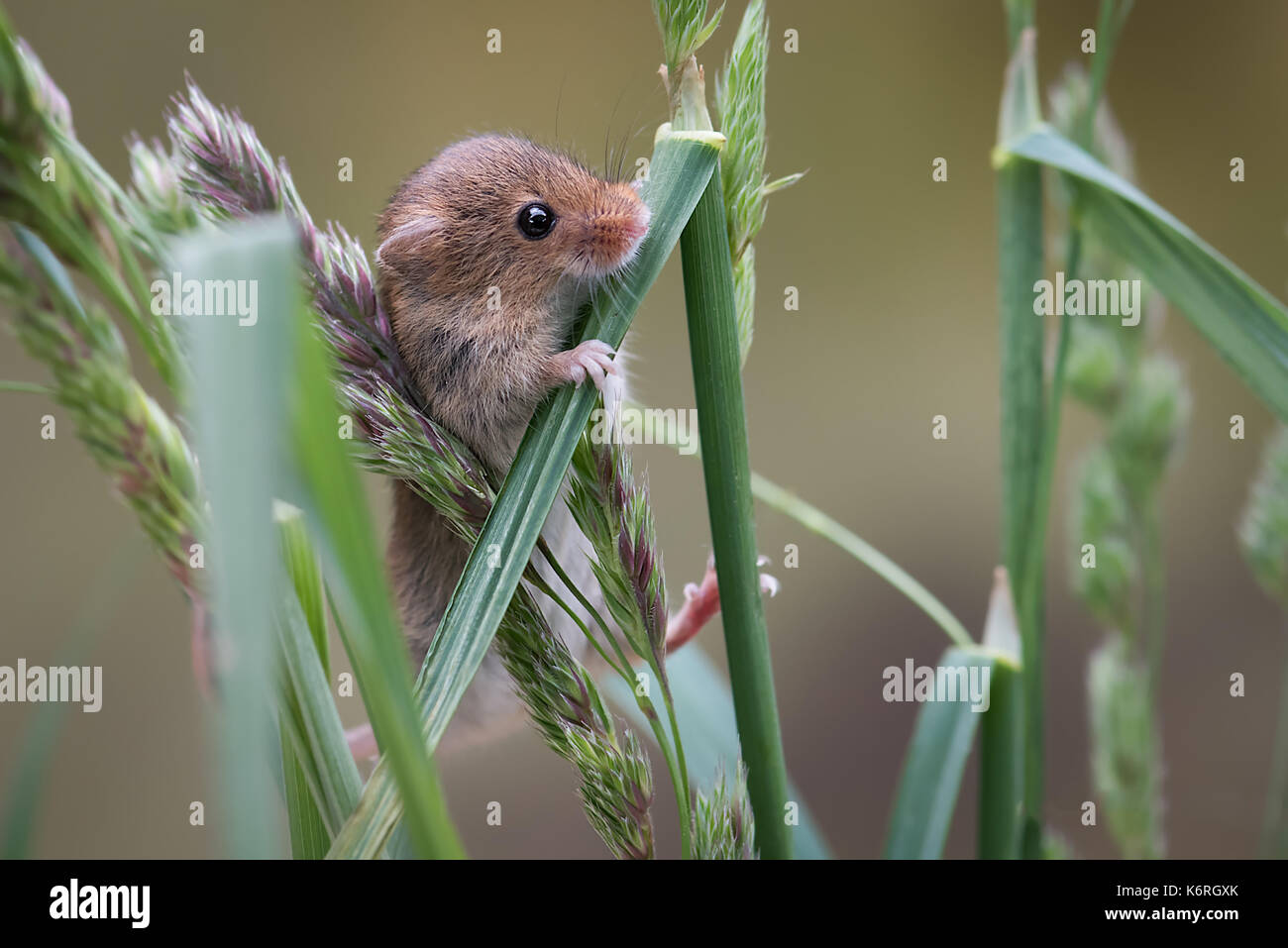 De cerca una cosecha ratón subiendo briznas de hierba y buscando inquisitively Foto de stock