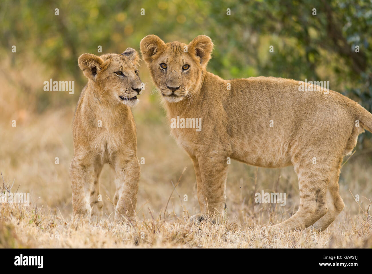 Cachorros de León (Panthera leo) esperando a volver, madre de Masai Mara, Kenya Foto de stock