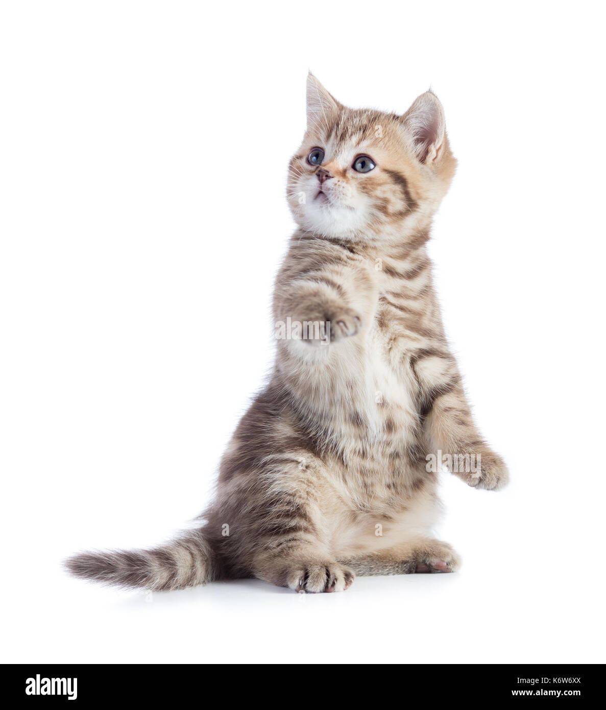 Gatito gato sentado con la pata levantada mirando hacia arriba