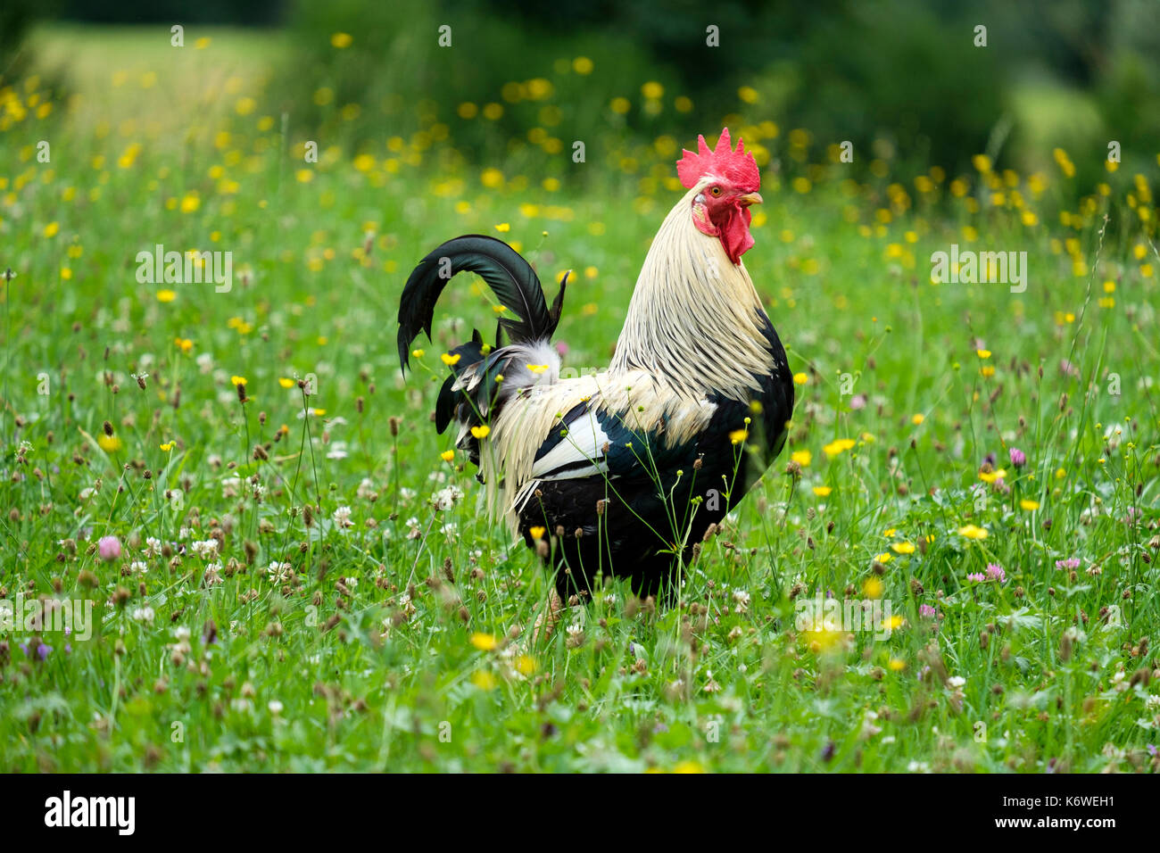 Gallo en un prado de flores, aves de corral, raza dorking, schwaiganger, ohlstadt, Oberbayern, Alemania Foto de stock