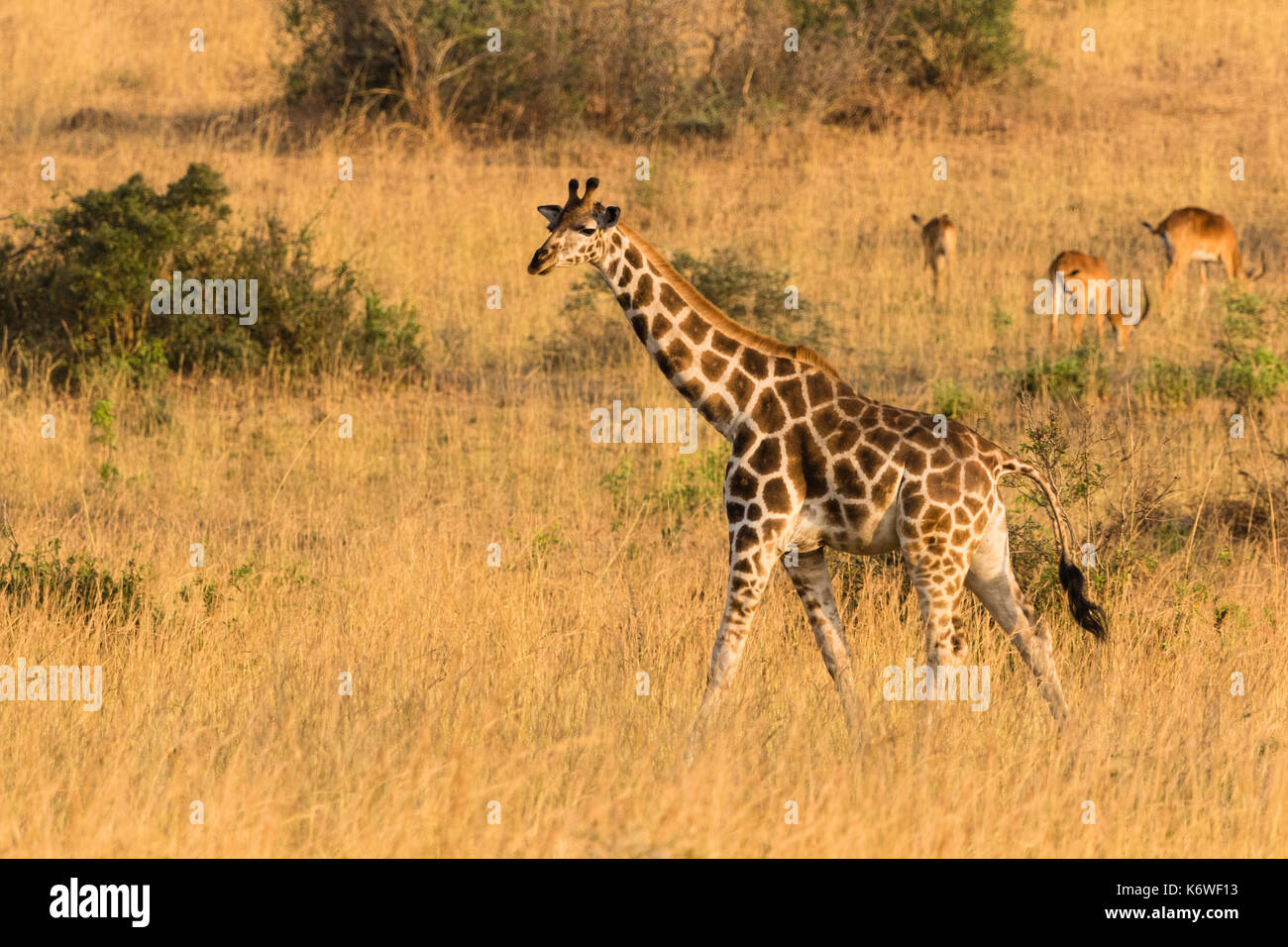Giraffa Rothschild (Giraffa Camelopardalis Rothschildi), caminando en praderas secas, Parque Nacional Murchison Falls, Uganda Foto de stock