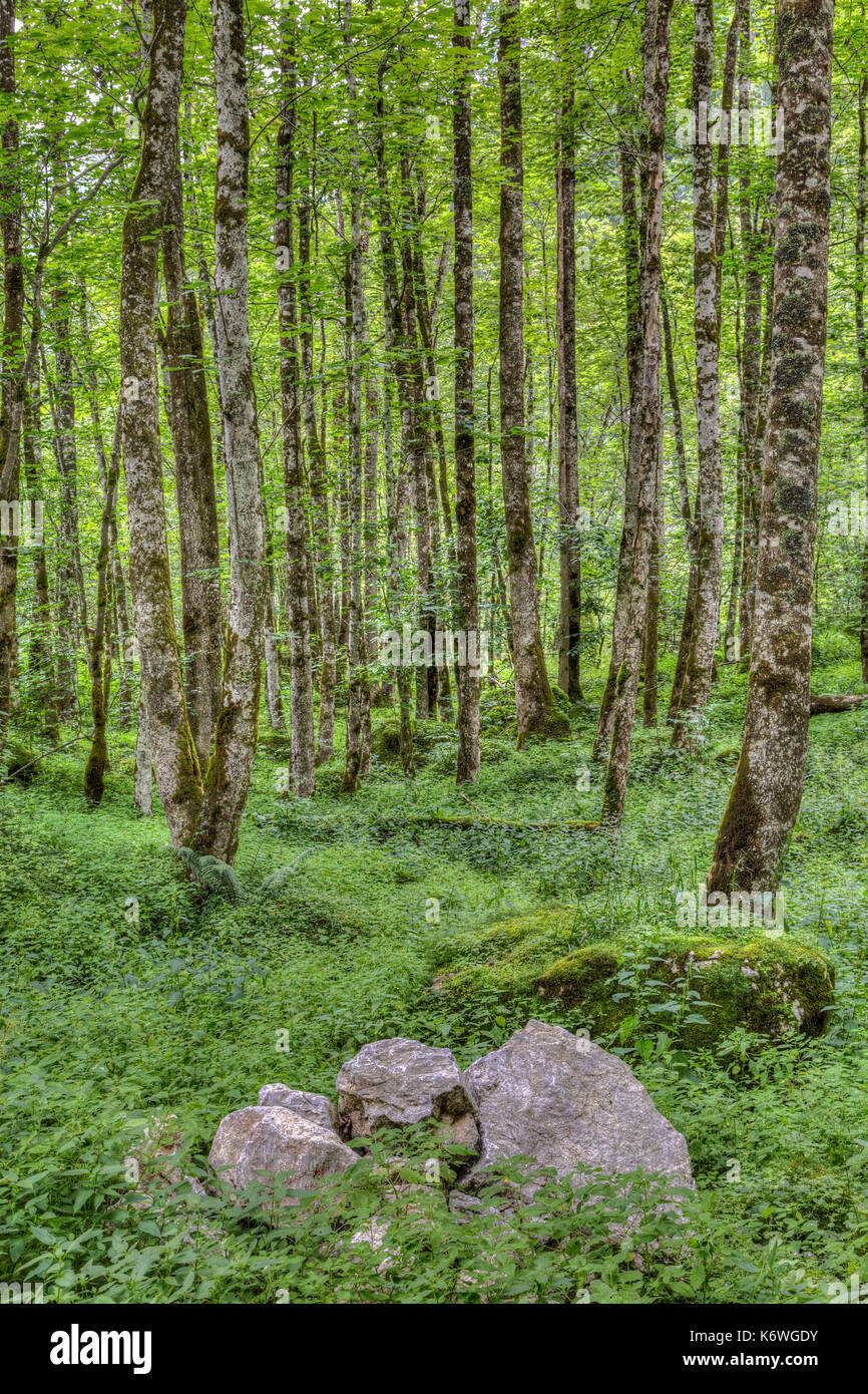 Bosque deciduo, plansee, Tirol, Austria Foto de stock