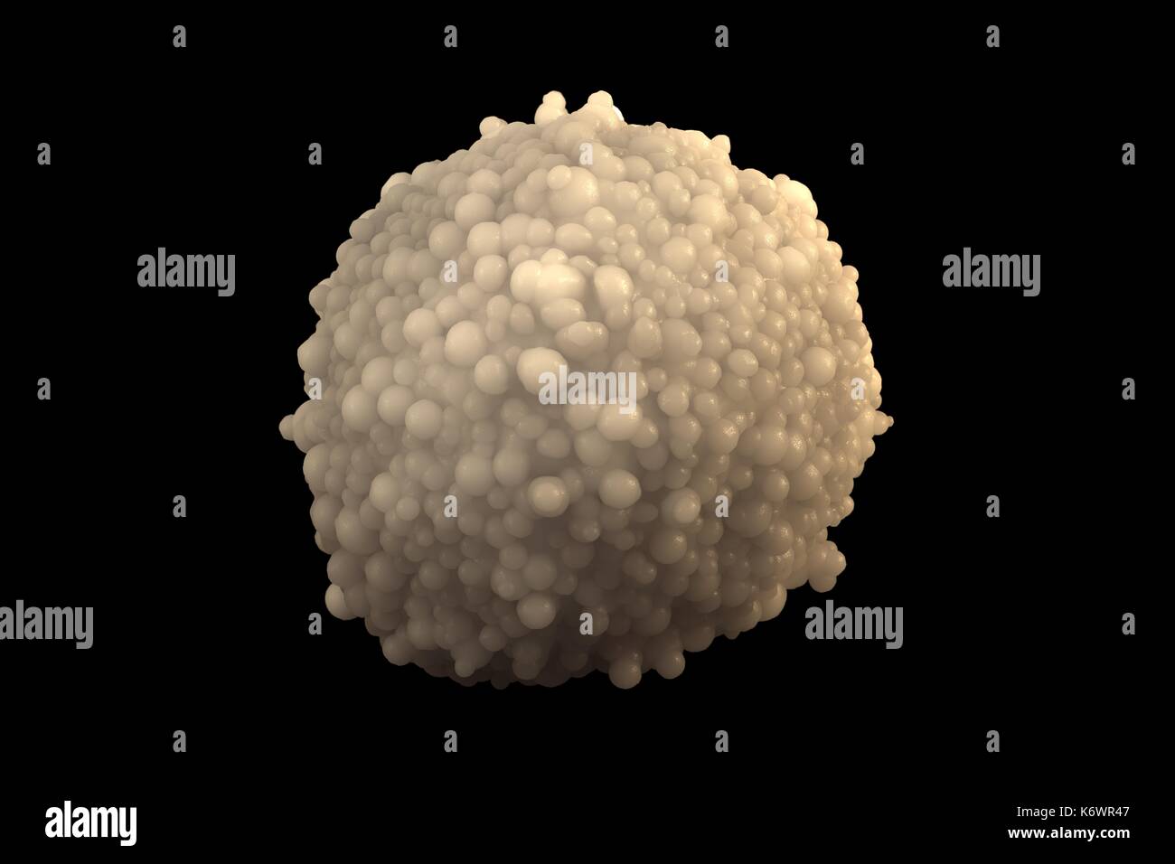 Leucocito granular único aislado sobre fondo negro. una célula de sangre blanca madura tener gránulos en su citoplasma. Foto de stock