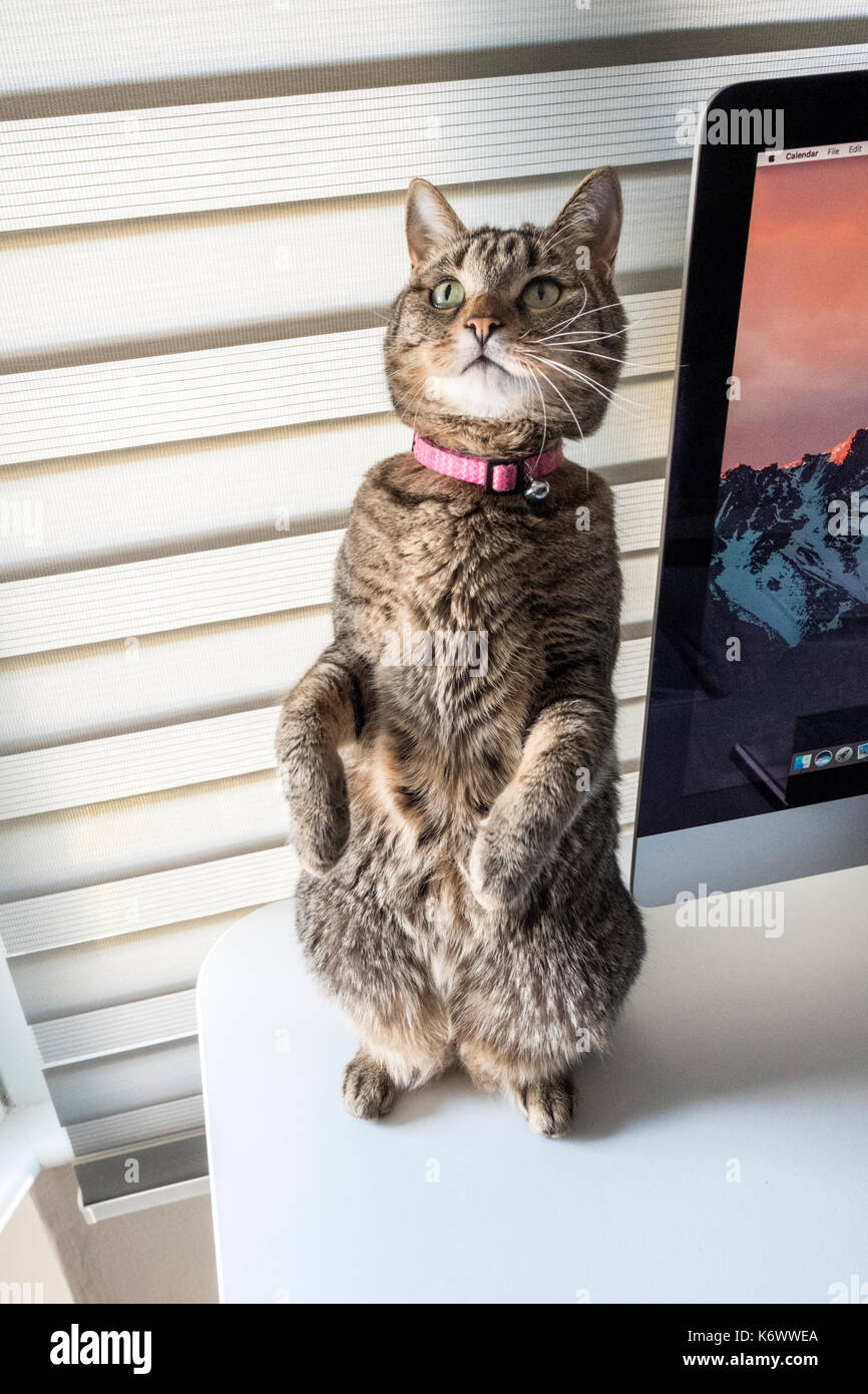 Gato atigrado hembra de pie sobre las patas traseras Foto de stock